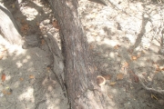 <strong>Lumnitzera racemosa - Ramon, Laurence - 58</strong><br />© Sam Chanel